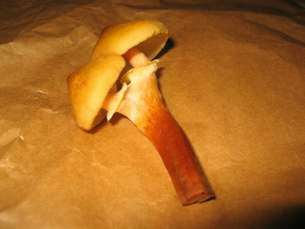 Boletus badius 